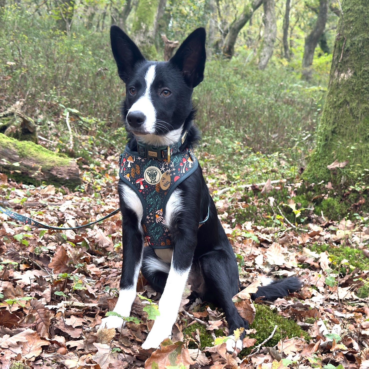 Black and white dog sitting on a leaf-covered ground in a forest