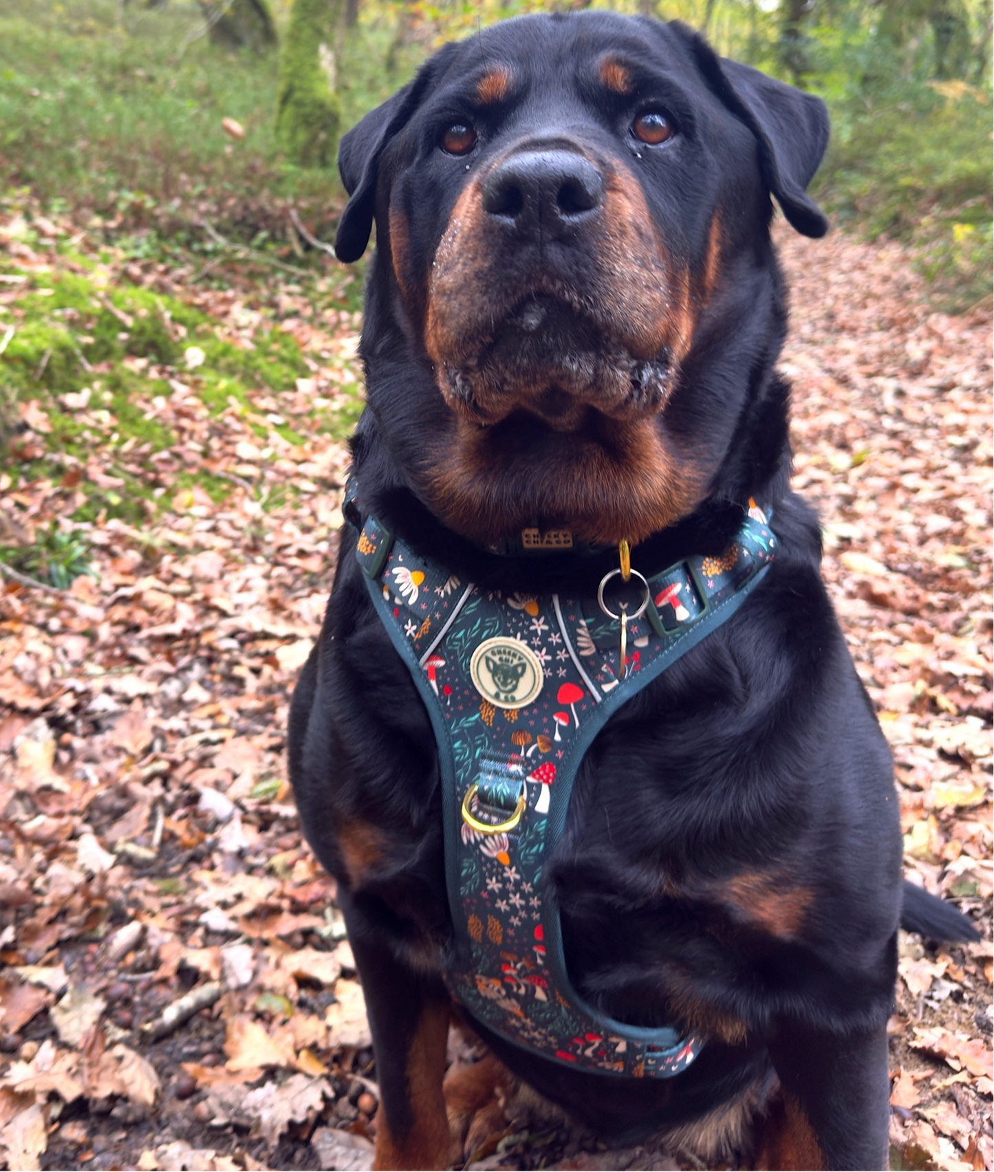 Woodland Wander Oxford Harness M-XL