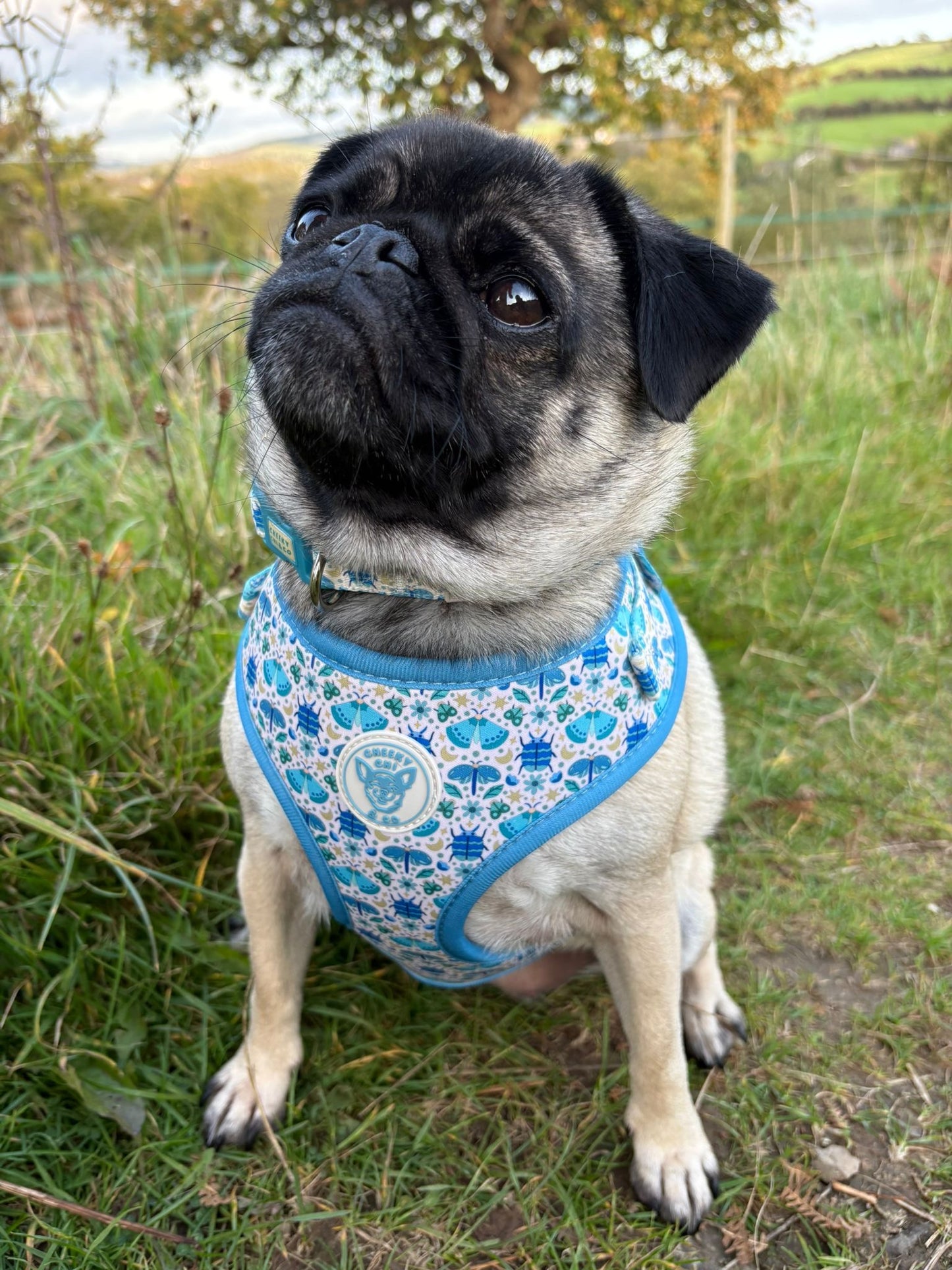 Blue-tiful Bugs Soft Harness  XXS- S