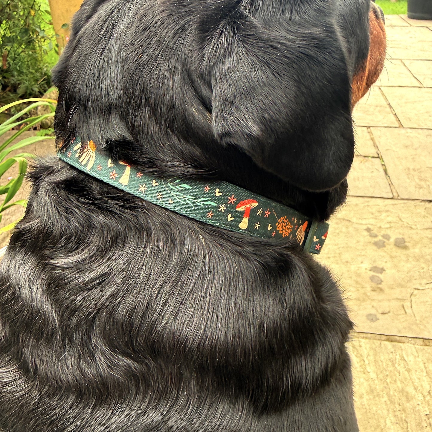 Woodland Wander Collar