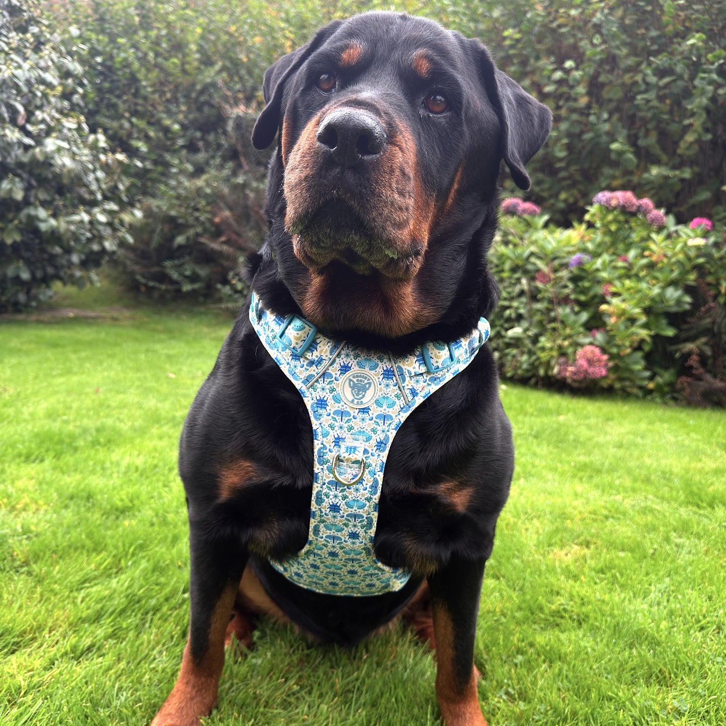 Blue-tiful Bugs Oxford Harness M-XL