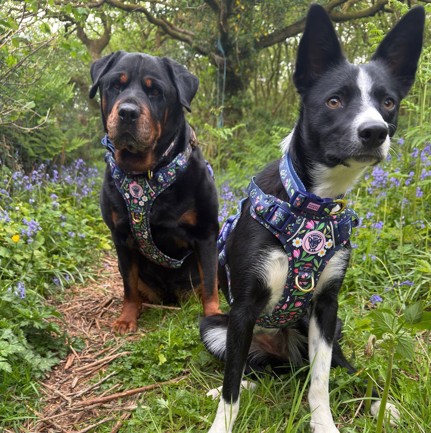 Twilight Blooms Oxford Harness
